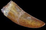 Serrated, Carcharodontosaurus Tooth - Gorgeous Enamel #85878-1